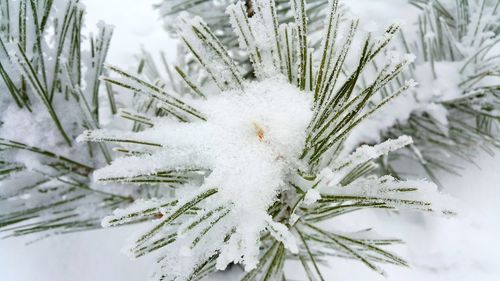 Trees on snow covered landscape