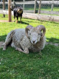 Sheep in a field
