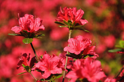 Close-up of pink flowering plant