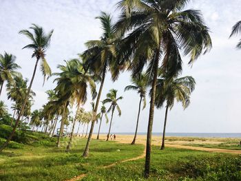 Palm trees by sea against sky