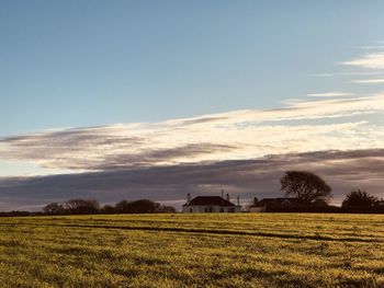 Scenic view of agricultural field against sky