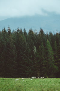 View of pine trees in forest