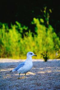 Seagull perching on a land