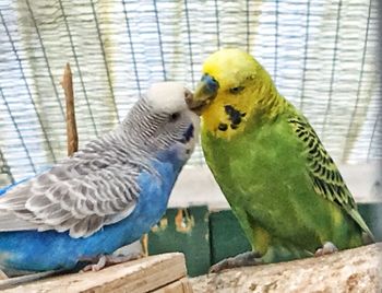 Close-up of parrot perching on tree