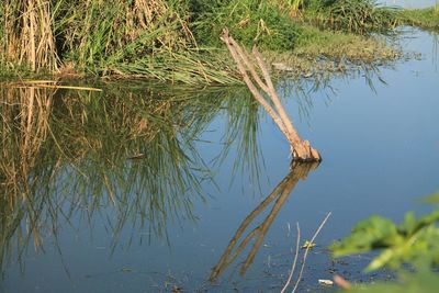 Close-up of tree by lake against sky