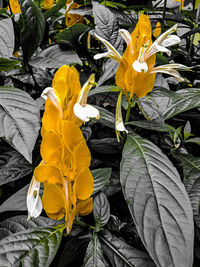 High angle view of yellow flowering plant