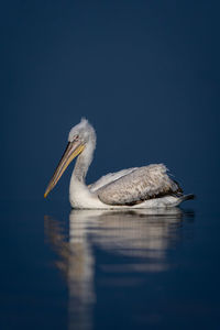 Close-up of pelican against clear blue sky