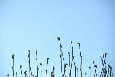 Low angle view of plants against clear blue sky