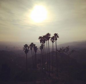 Palm trees at sunset
