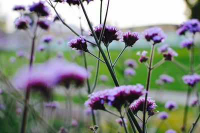Close-up of pink flower