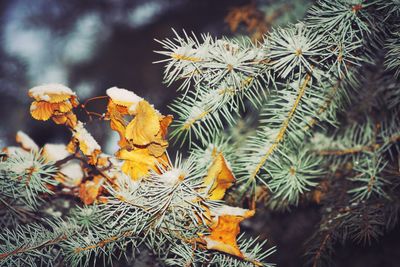 Close-up of pine tree during winter