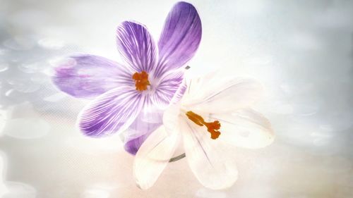 Close-up of flower blooming outdoors