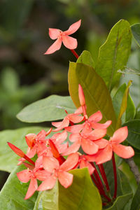 Close-up of red flowering plant