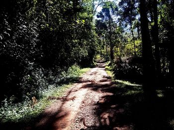 View of trees in the forest