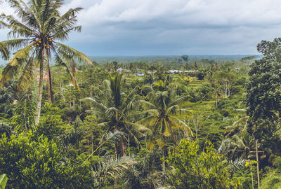 Scenic view of palm trees by sea against sky