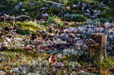 Close-up of lizard on tree stump in field