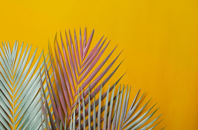 Close-up of palm leaf against yellow background