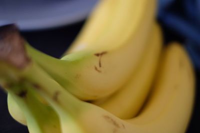 Close-up of yellow flower