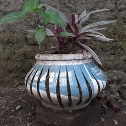 High angle view of potted plant on field
