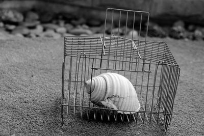Close-up of shell in cage