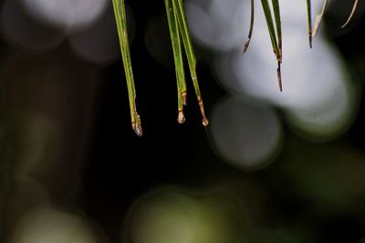 Close-up of plants in water