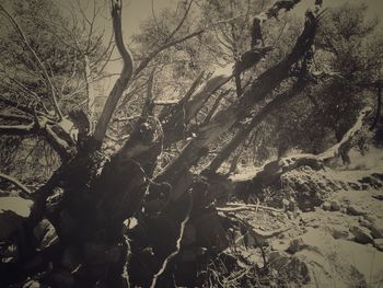 Trees growing in sunlight