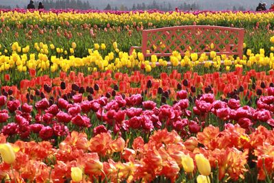 Multi colored tulips in field