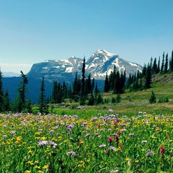 Scenic view of mountains against clear blue sky