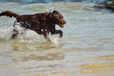 Dog in water