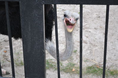 Close-up of horse in pen