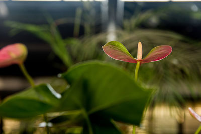 Close-up of red flowering plant