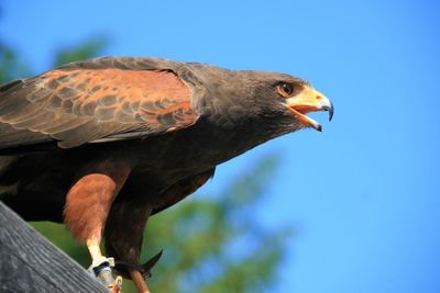 Low angle view of bird perching against the sky