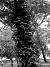 Low angle view of trees