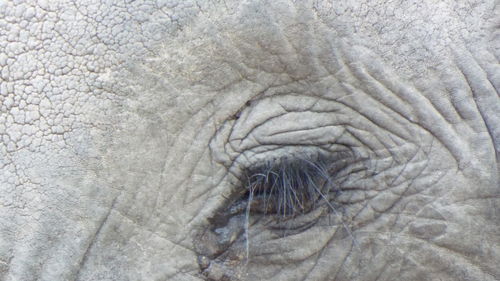 Close-up of elephant