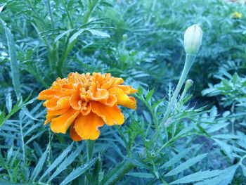 Close-up of marigold blooming in park