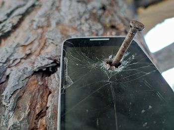 Close-up of spider web on tree trunk