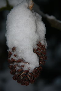 Close-up of frozen plant