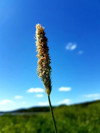 Close-up of flowering plant on field against blue sky