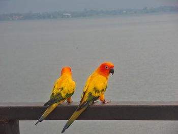 View of parrot perching on railing