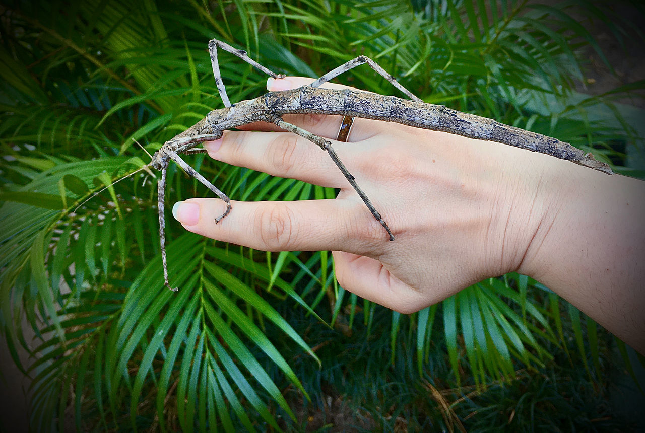 CLOSE-UP OF HUMAN HAND HOLDING PLANT