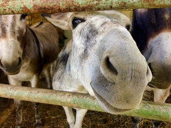 Close-up of cow