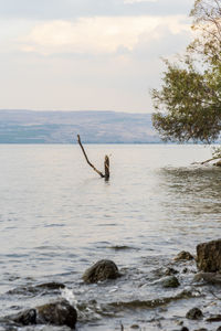 View of birds in sea against sky