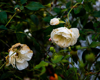 Close-up of white rose