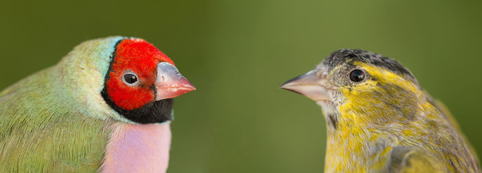 Close-up of duck