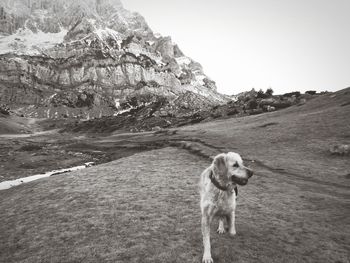 Dog standing on rock