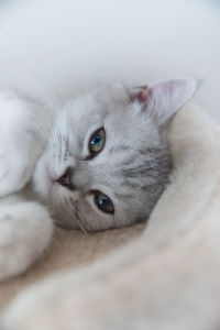 Close-up portrait of a cat