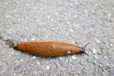 Close-up of lizard