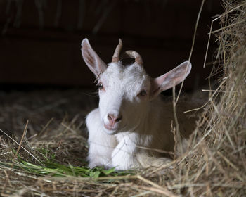 Close-up of a disabled goat lying on straw