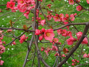 Close-up of pink flowers blooming on tree