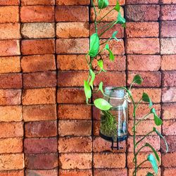 Close-up of plant against brick wall